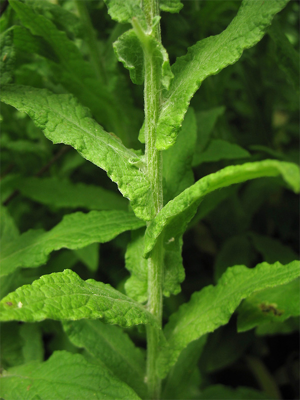 Image of Pulicaria dysenterica specimen.