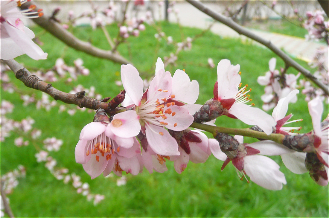 Изображение особи Amygdalus communis.