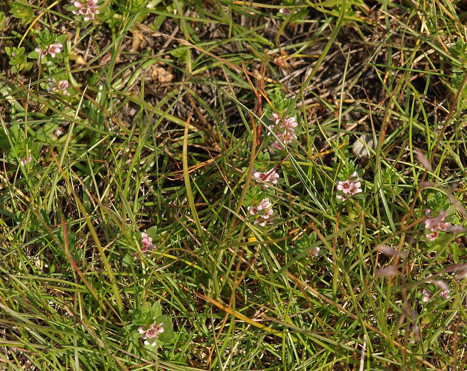 Image of Glaux maritima specimen.