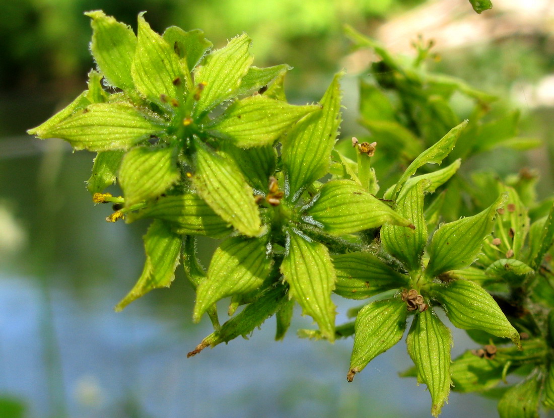 Изображение особи род Veratrum.