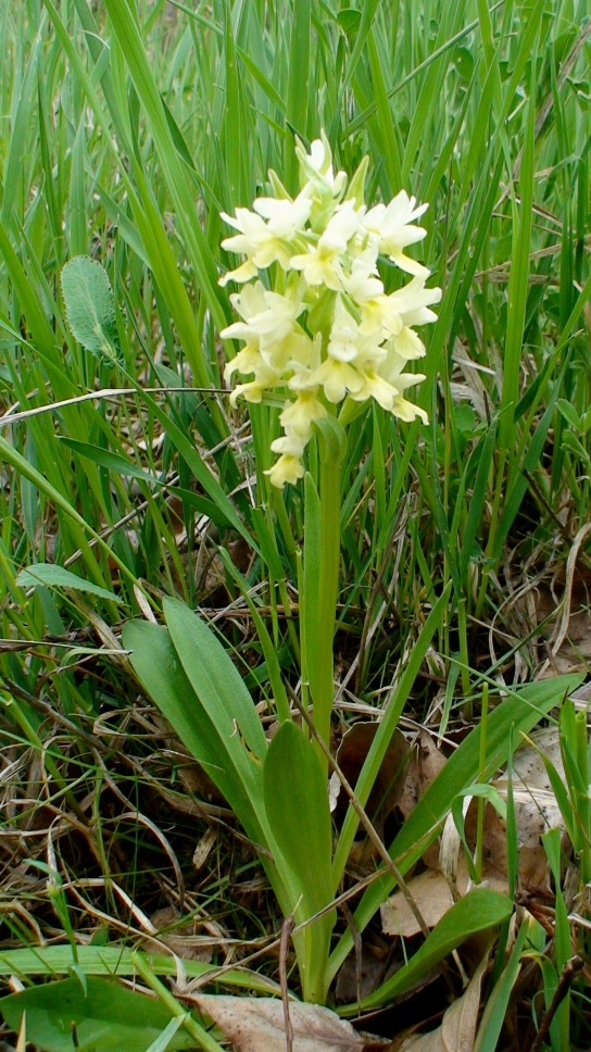 Image of Dactylorhiza romana ssp. georgica specimen.