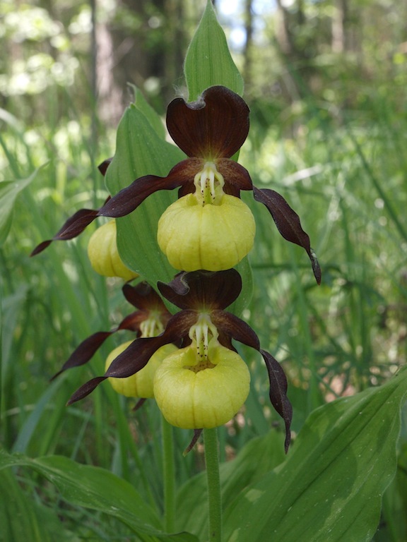 Изображение особи Cypripedium calceolus.