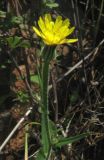 Picris pauciflora. Верхушка цветущего растения. Крым, южный берег, гора Кастель. 31 мая 2012 г.