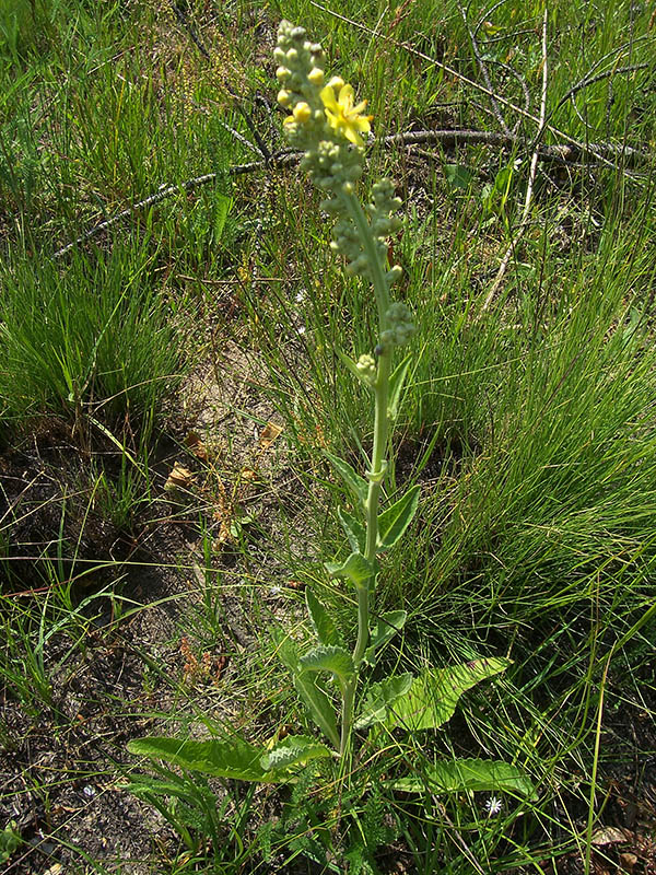 Image of Verbascum lychnitis specimen.