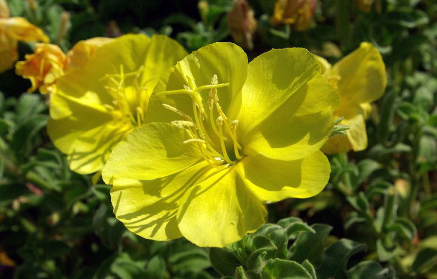 Изображение особи Oenothera drummondii.