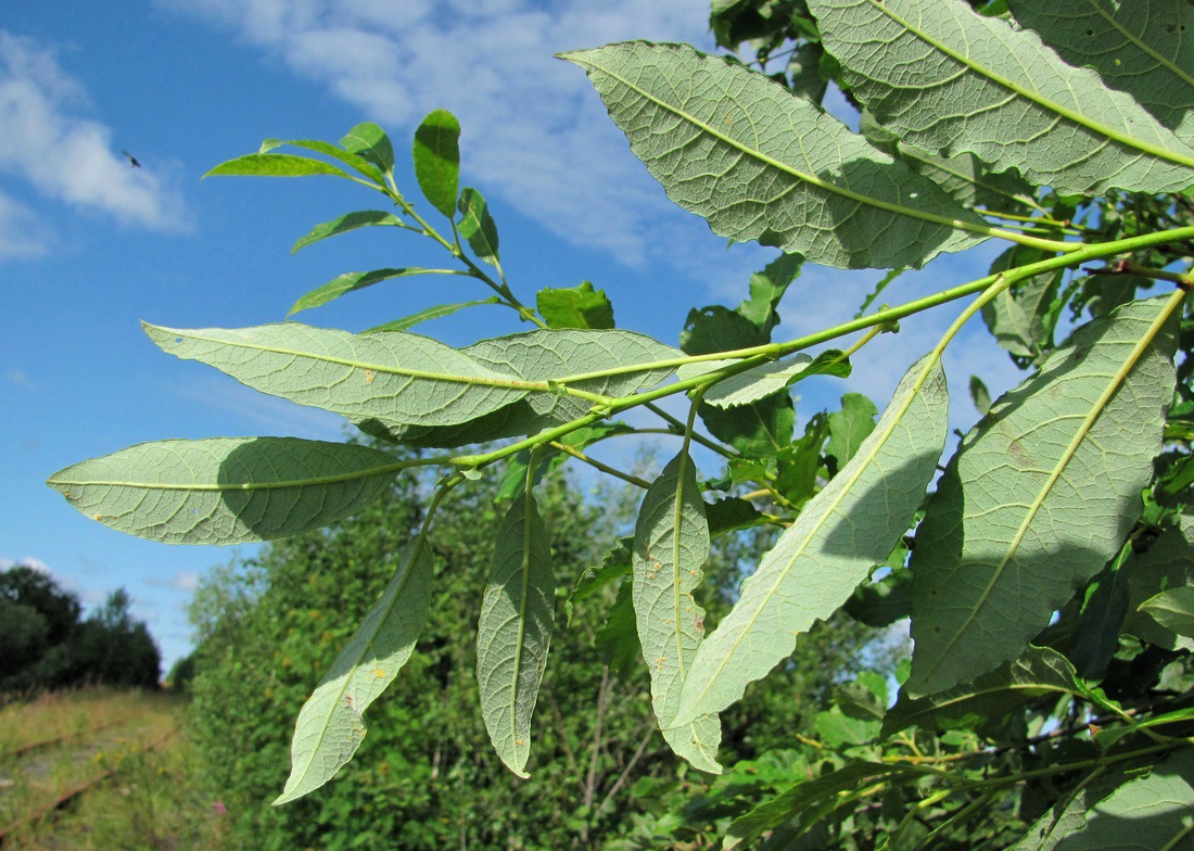 Image of Salix caprea specimen.