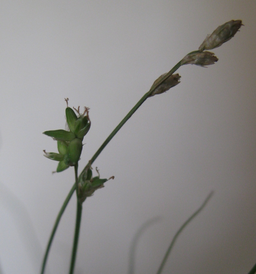 Image of Carex tenuiflora specimen.