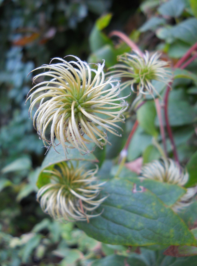 Image of Clematis &times; jackmanii specimen.