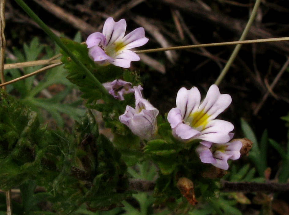 Image of Euphrasia stricta specimen.