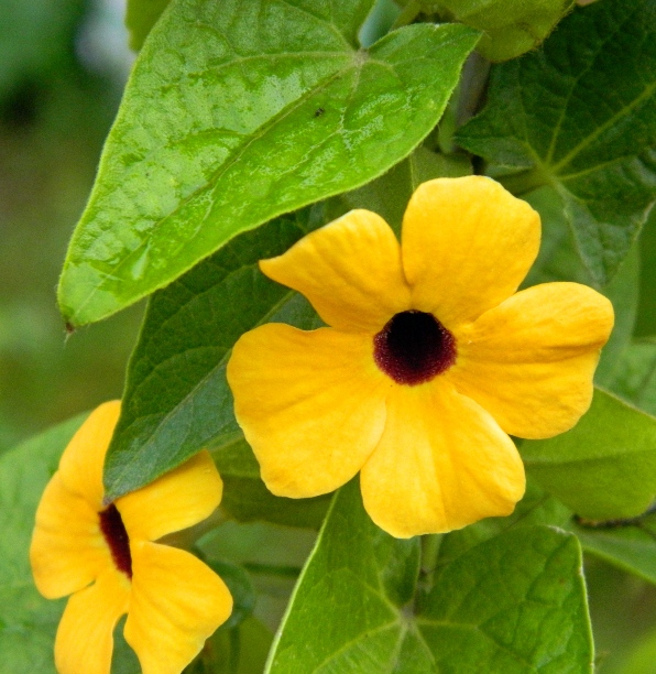 Image of Thunbergia alata specimen.