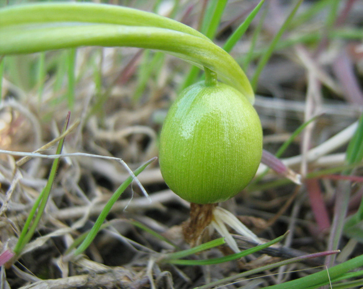 Image of Galanthus plicatus specimen.