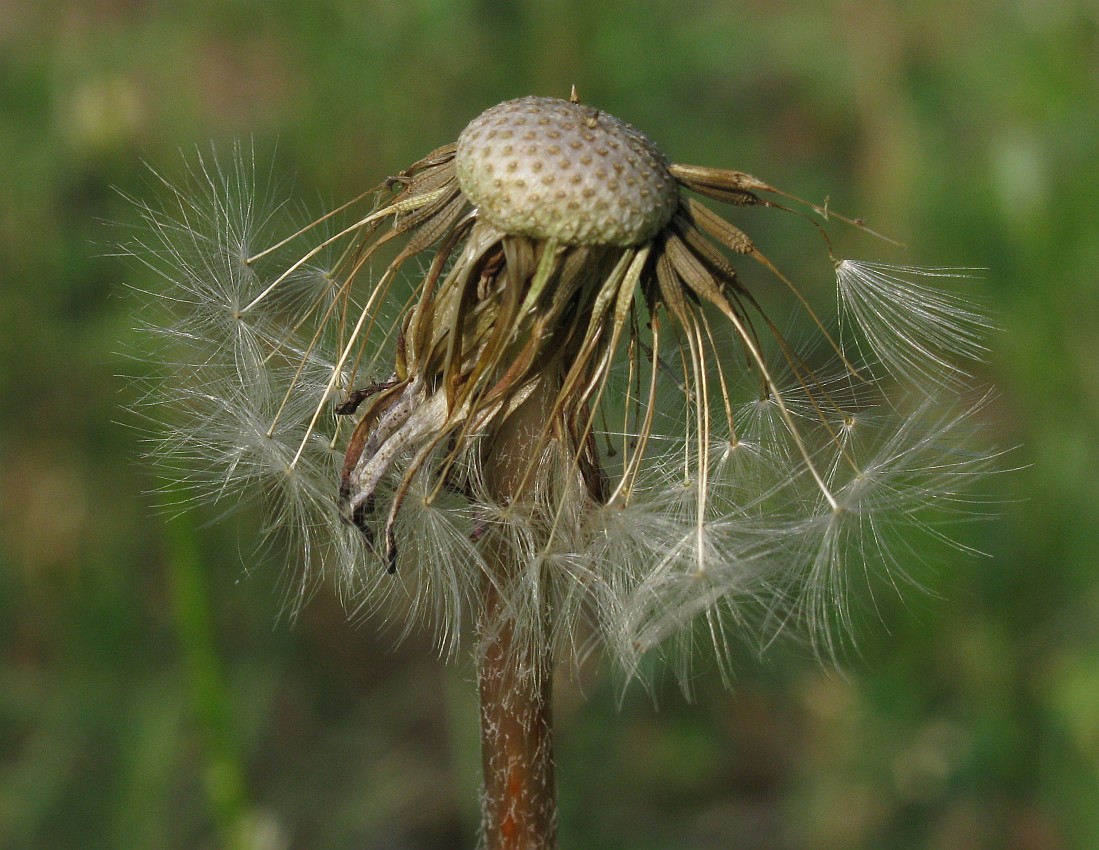 Image of genus Taraxacum specimen.