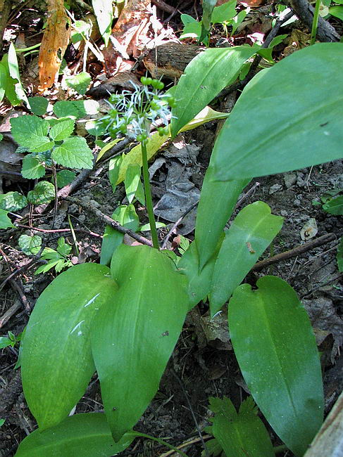 Image of Allium ursinum specimen.