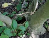 Magnolia × soulangeana. Основание старого растения с дуплом. Германия, г. Krefeld, ботанический сад. 16.09.2012.