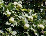 Cydonia oblonga форма maliformis. Ветка с созревающими плодами. Германия, г. Krefeld, ботанический сад. 16.09.2012.