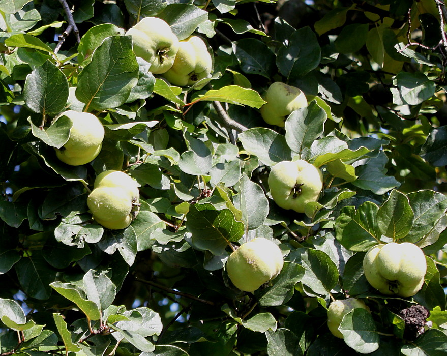 Изображение особи Cydonia oblonga f. maliformis.