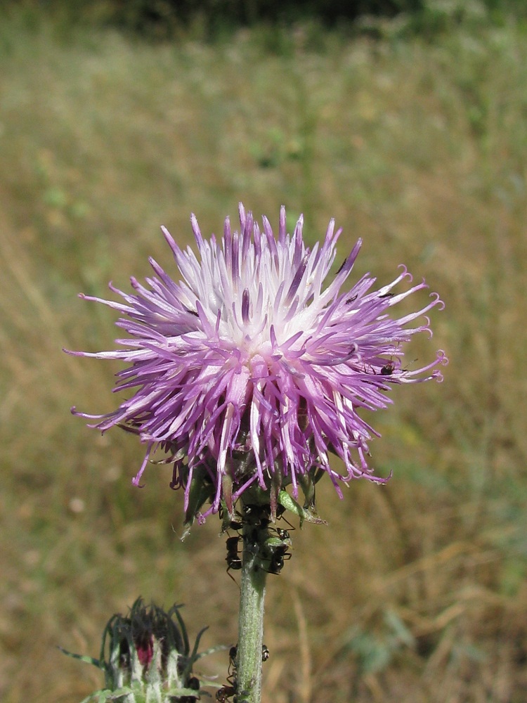 Image of Jurinea pseudocyanoides specimen.