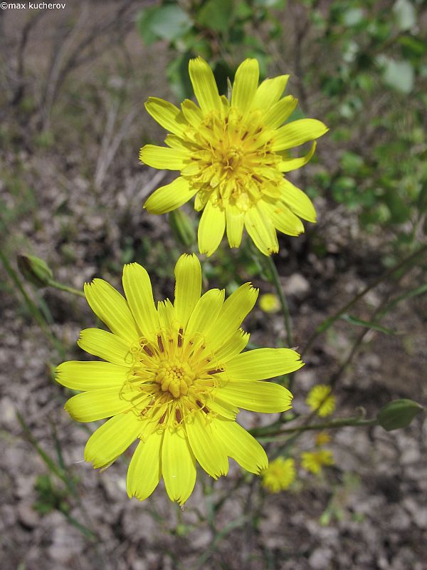 Image of Tragopogon podolicus specimen.