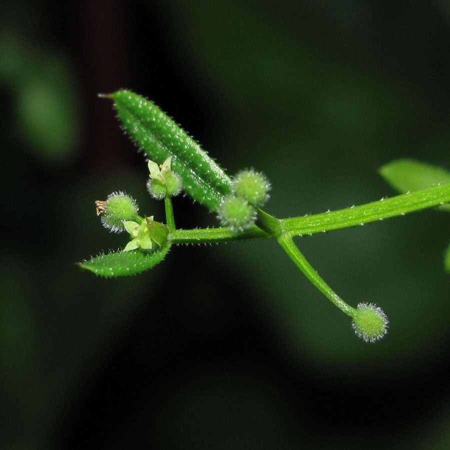 Image of Galium vaillantii specimen.