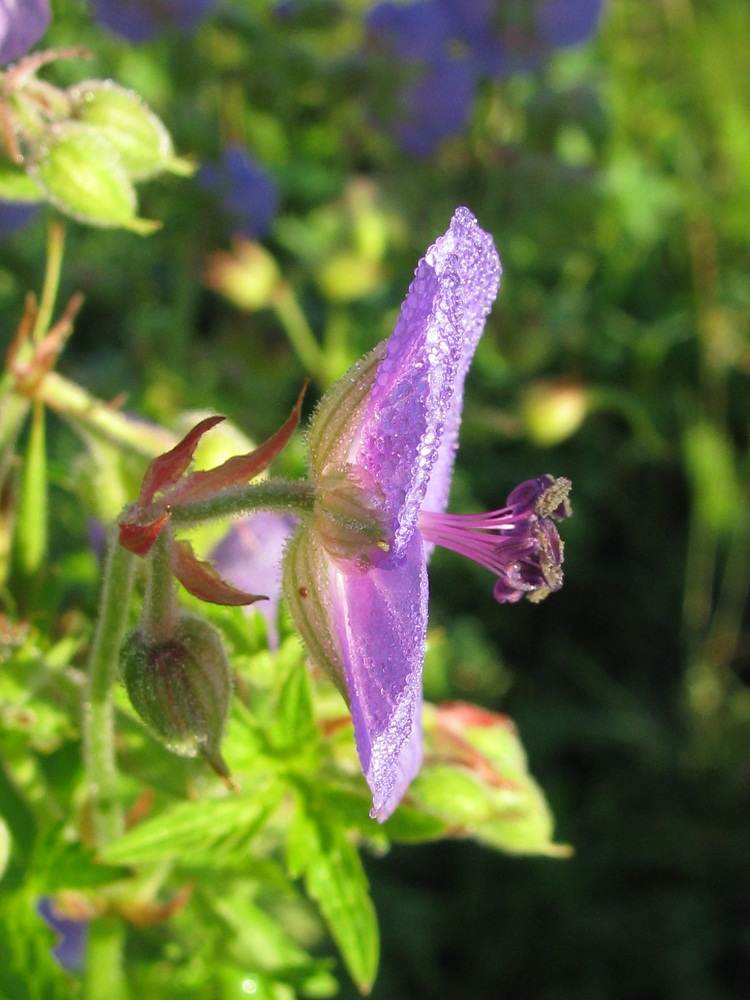 Image of Geranium pratense specimen.