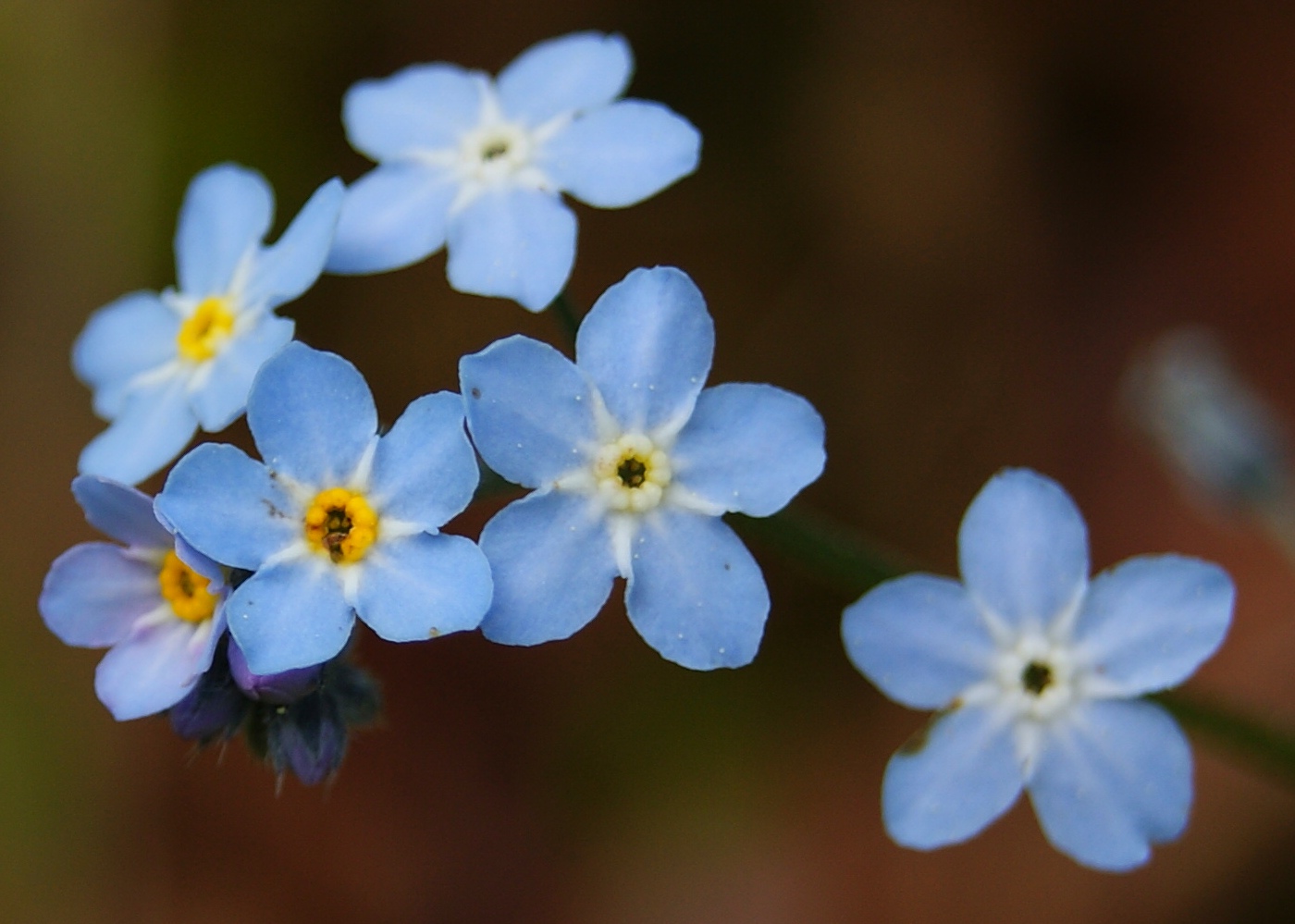 Изображение особи род Myosotis.