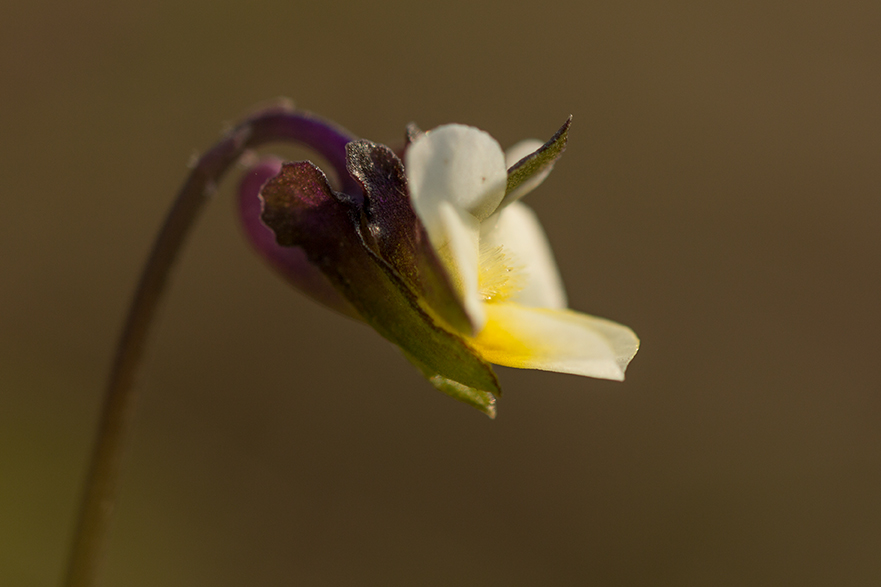 Image of Viola kitaibeliana specimen.