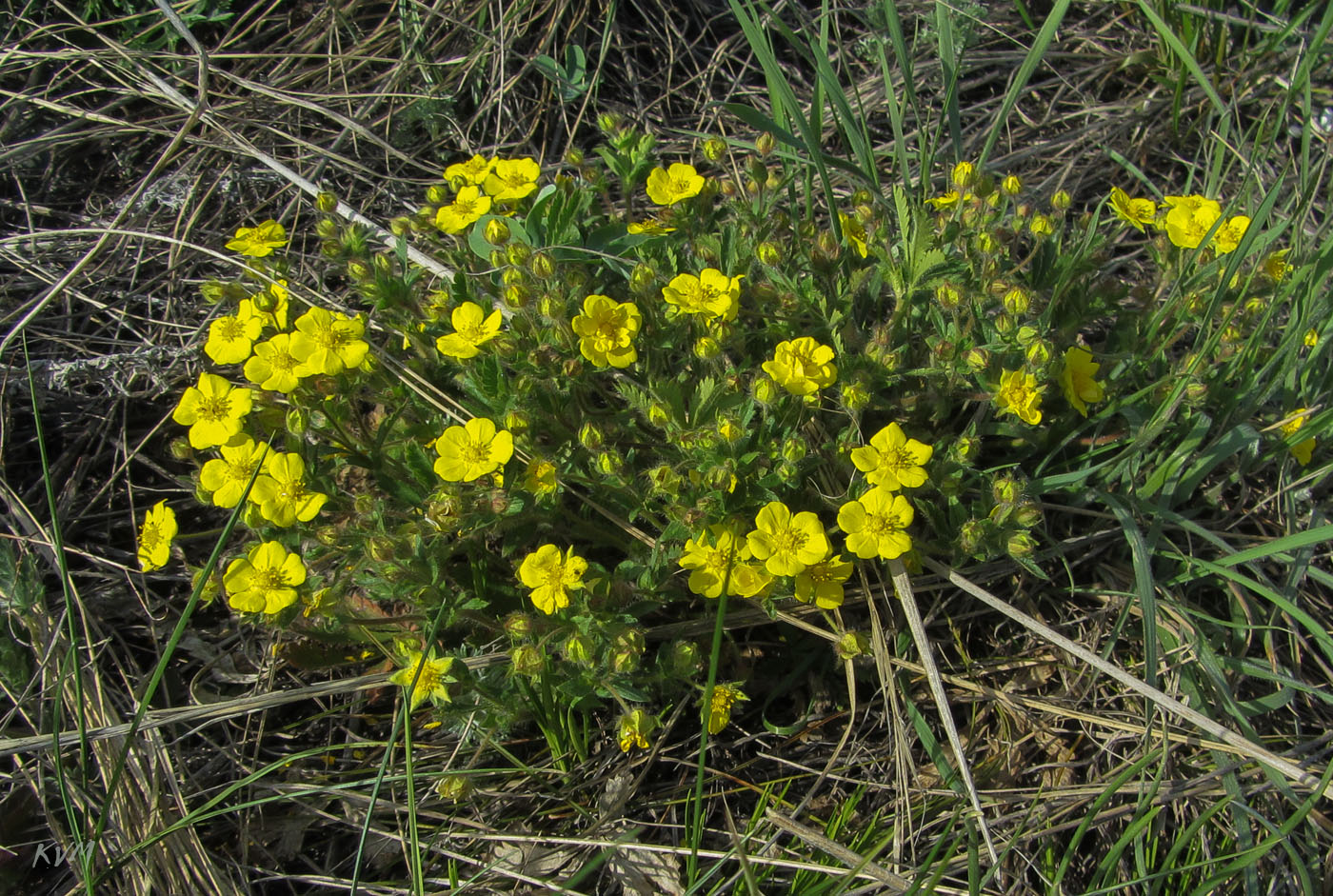 Image of genus Potentilla specimen.