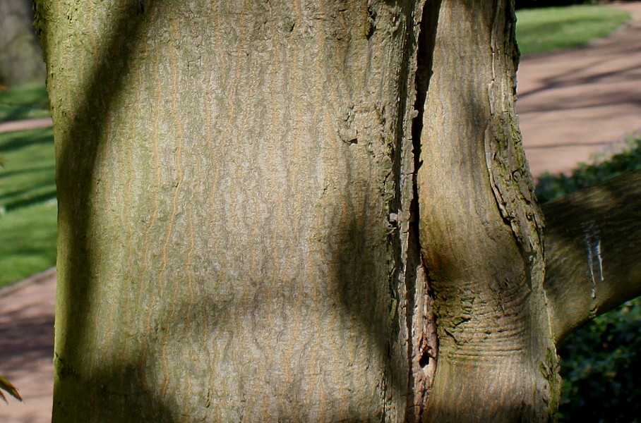 Image of Acer palmatum specimen.