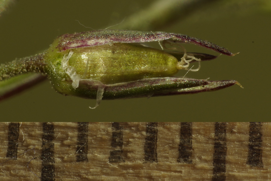 Image of Minuartia adenotricha specimen.