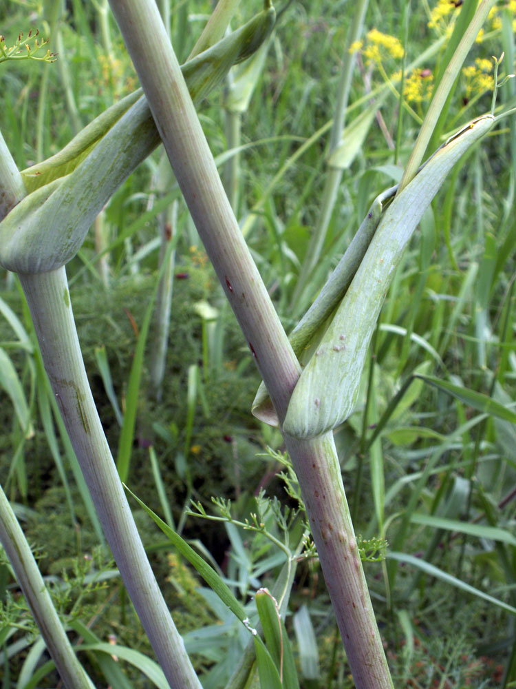 Изображение особи Ferula tschuiliensis.