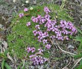 Silene acaulis