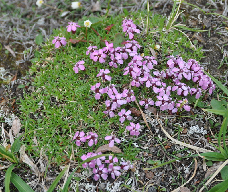 Изображение особи Silene acaulis.