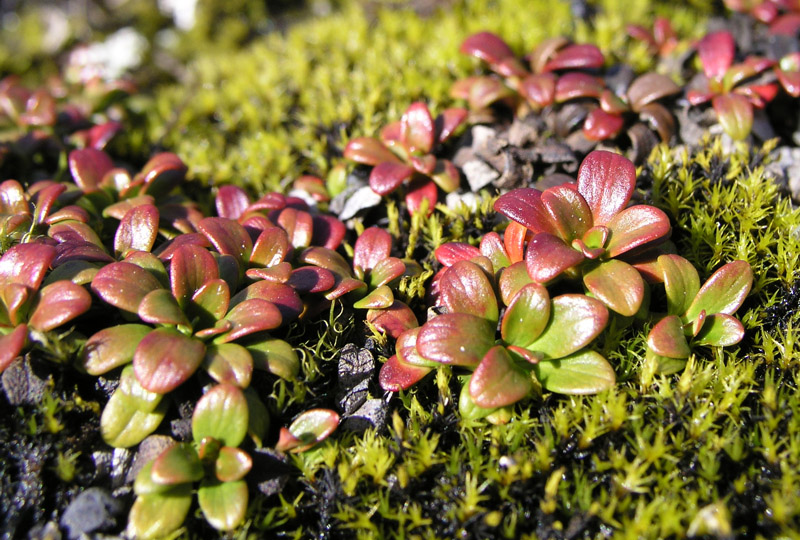 Image of Diapensia obovata specimen.