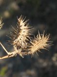 Astrodaucus littoralis. Плоды с облетевшими с одной стороны мерикарпиями. Крым, Карадагский заповедник, биостанция, обочина дороги. 9 сентября 2013 г.