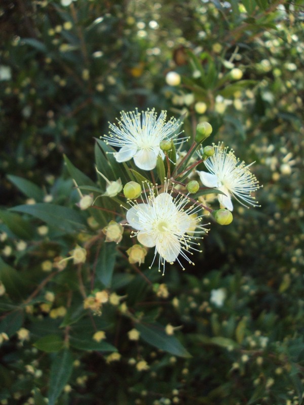 Image of Myrtus communis specimen.