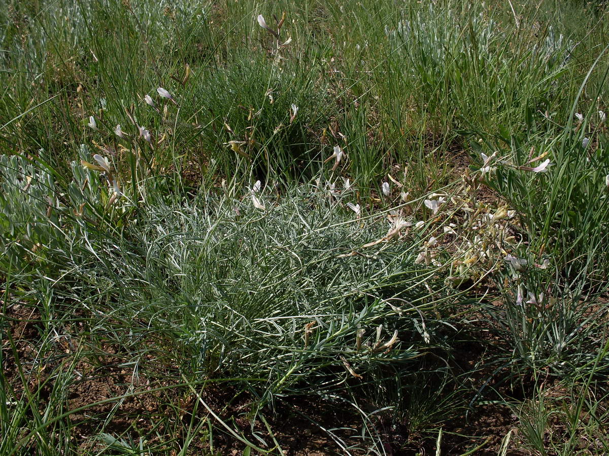 Изображение особи Astragalus pseudotataricus.