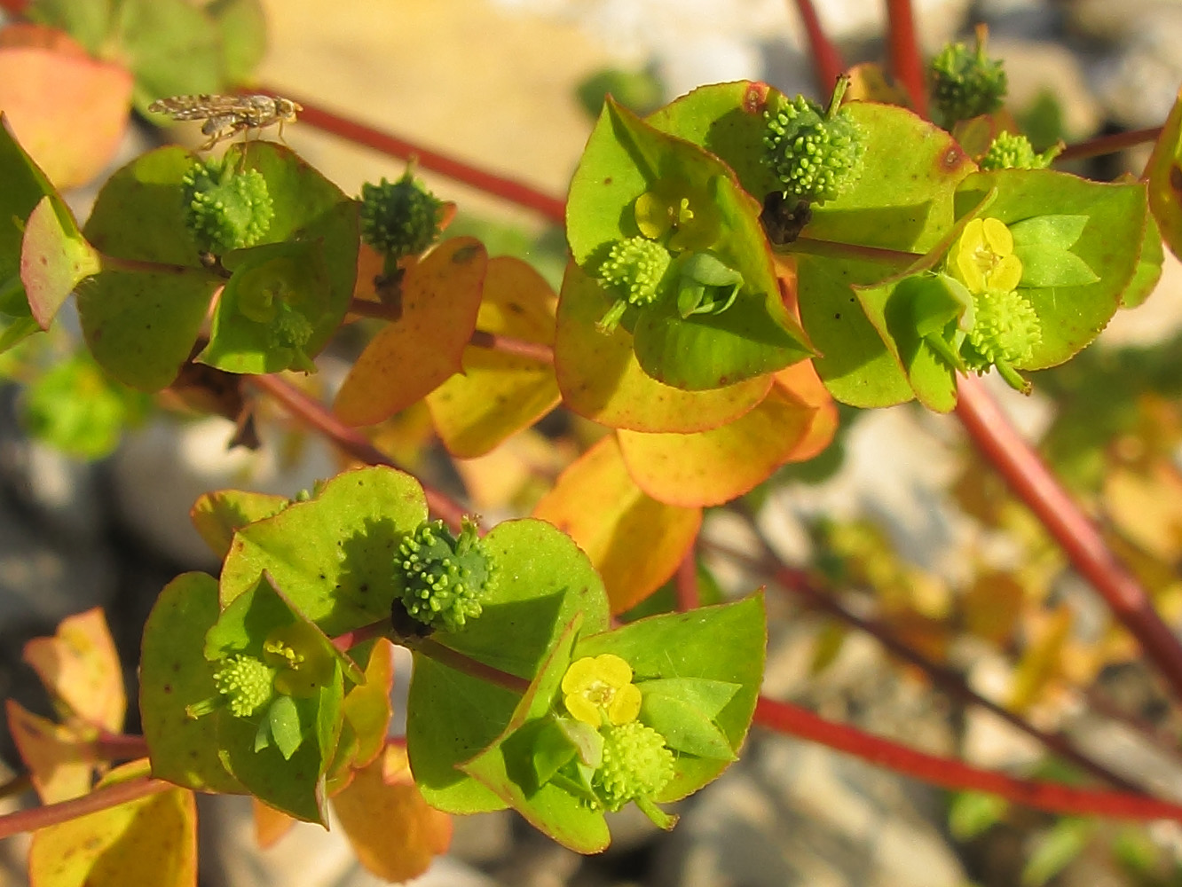 Image of Euphorbia stricta specimen.