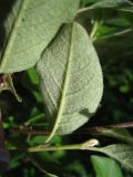 Cotoneaster melanocarpus