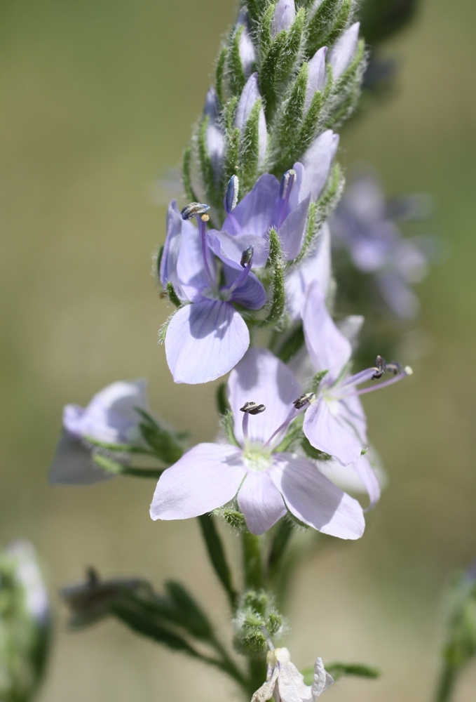 Image of Veronica prostrata specimen.