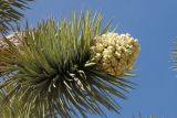 Yucca brevifolia. Верхушка побега с соцветием. США, Калифорния, Joshua Tree National Park. 19.02.2014.