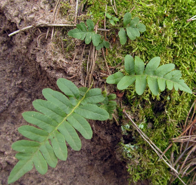 Изображение особи Polypodium vulgare.