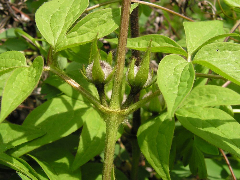 Image of Clematis fusca specimen.