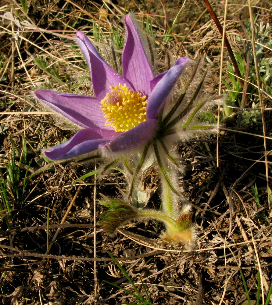 Image of Pulsatilla turczaninovii specimen.