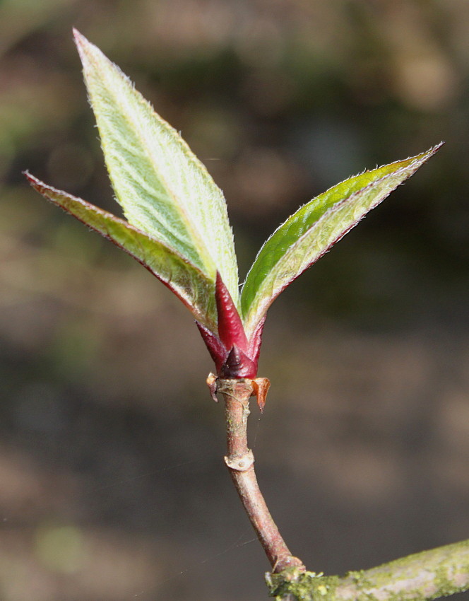 Image of Hydrangea heteromalla specimen.