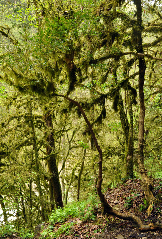 Image of Buxus colchica specimen.