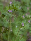 Geranium pusillum