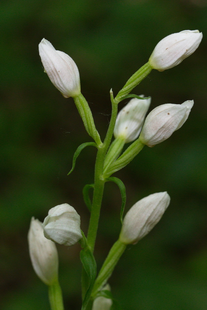 Image of Cephalanthera damasonium specimen.