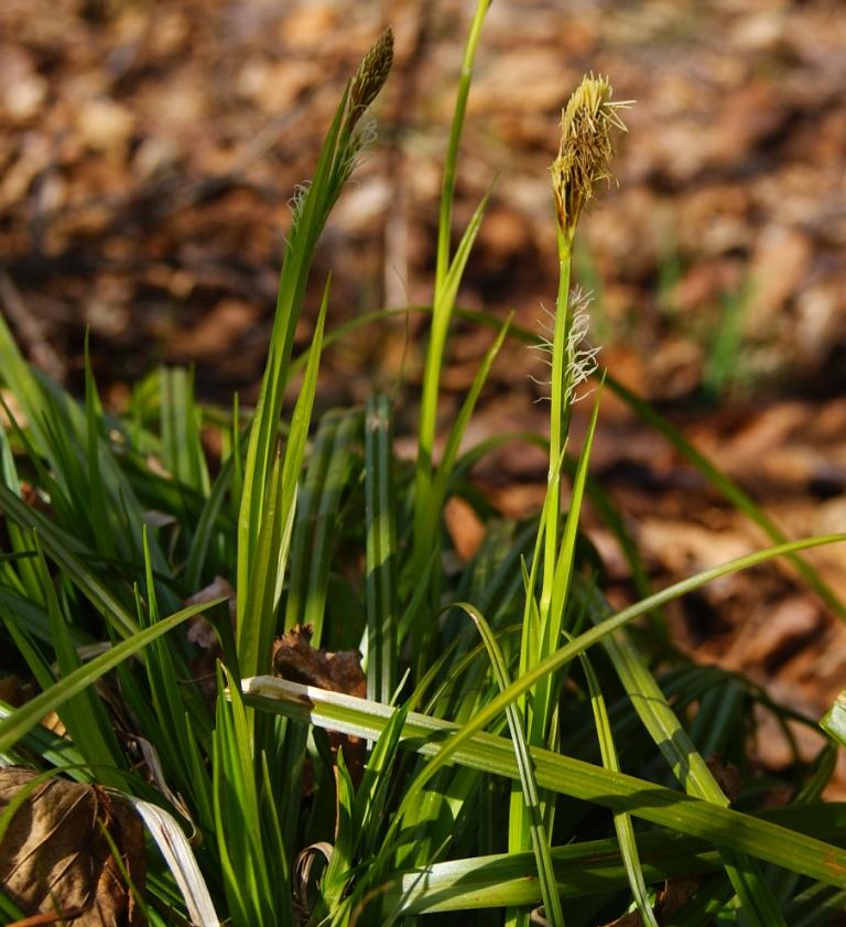 Изображение особи род Carex.