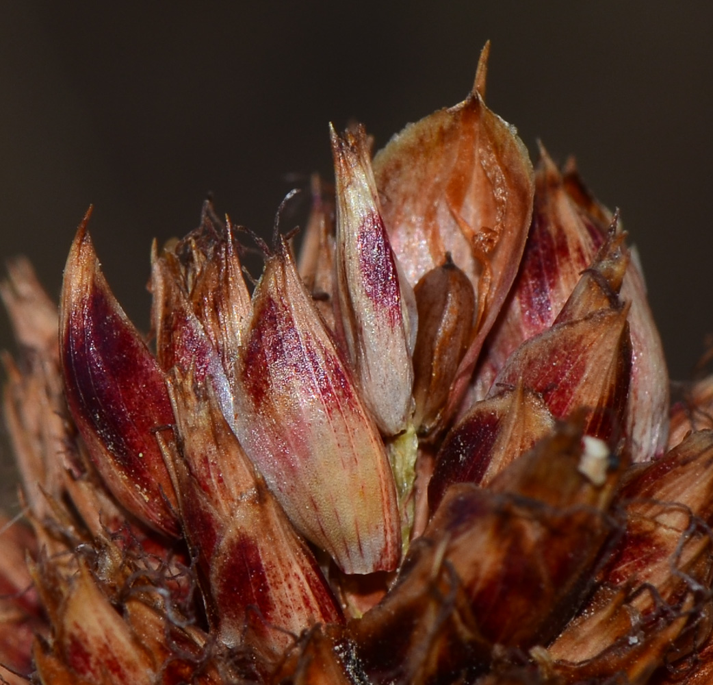 Image of Cyperus capitatus specimen.