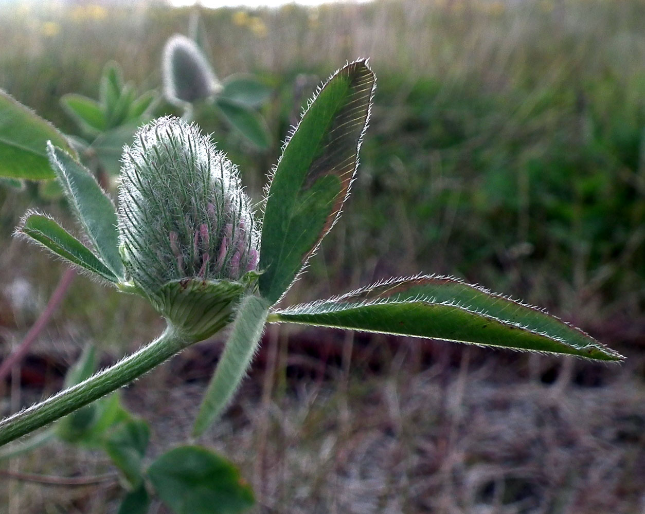 Изображение особи Trifolium pratense.